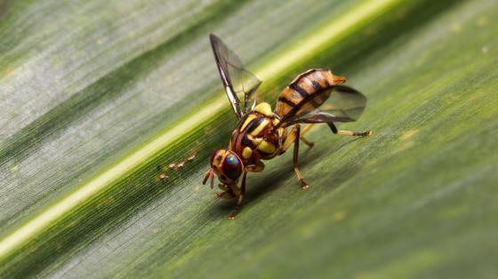 Oriental Fruit Fly