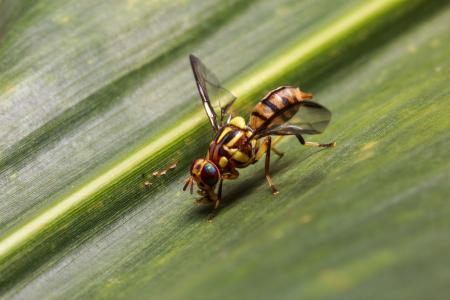 https://ocpublicworks.com/sites/ocpw/files/styles/uncropped_450/public/2022-09/oriental-fruit-fly-orange-county.jpg?itok=uNFTKbb3